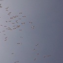 Pelícanos en el cielo de Izcalli