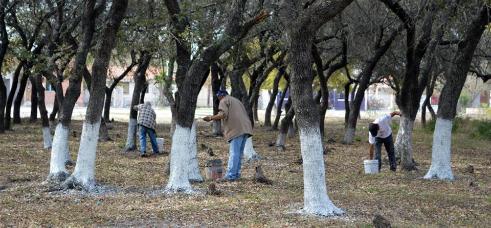 ENCALADO DE LOS ÁRBOLES EN IZCALLI Y SUS INCONVENIENTES, ¡No me ayudes  compadre!